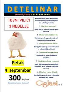 Tovni pilići – starost 3 nedelje