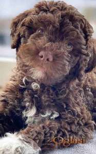 Lagotto Romagnolo – rezervacija stenaca