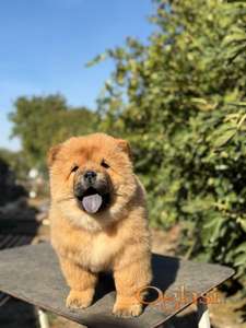 Chow Chow / Čau Čau štenci na prodaju