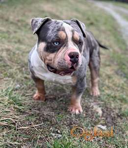 American bully pocket mužjak i ženka na prodaju