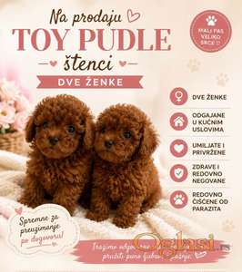Stenci toy pudle