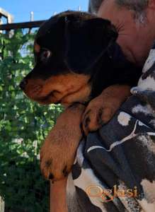 Rotvajler 4 muška šteneta