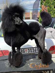 Vrhunsko leglo VELIKIH PUDLI