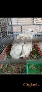 Jaja za inkubaciju Teksas bele prepelice