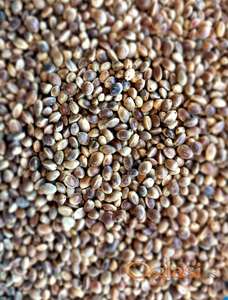 INDUSTRIJSKA konoplja za sportski ribilov