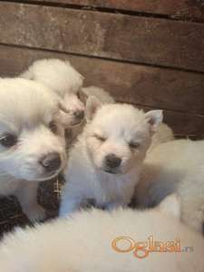 Nemački spic stenci