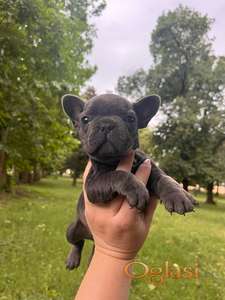 Kučići Francuskog Buldoga