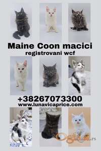 Maine Coon i POLYDAKTYL macici vrhunski cstokrvni