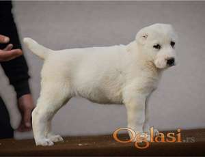 Srednjeazijski ovčar VRHUNSKI štenci