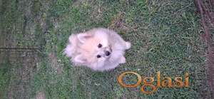 Pomeranski spic musko stene