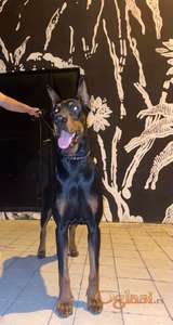 Doberman za parenje