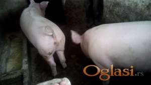 dva debela ranjenika