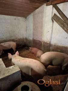 tovljenici na prodaju!