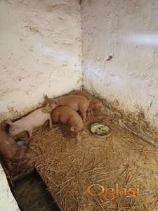 Prasići i tovljenici na prodaju!