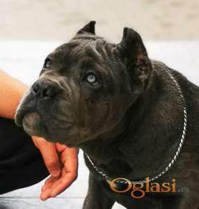 Cane Corso Kane Korso TOP KVALITET