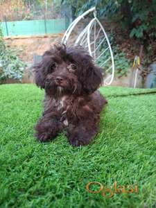 Mikro maltipu braon ženka