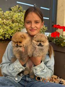 Dostupni prelepi štenci pomeranaca