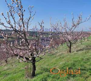 Plac 19896m2 Sremski Karlovci - Čerat