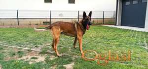 Mužjak rase Belgijski ovčar - Malinoa, za parenje