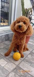 Pudla