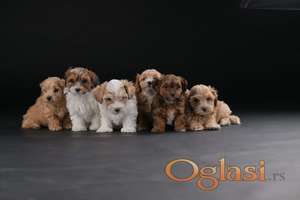 Havanski Bišon prelepi stenci