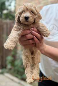 Mini pudle
