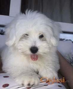 Coton de Tulear (Tulearski pas) štenci