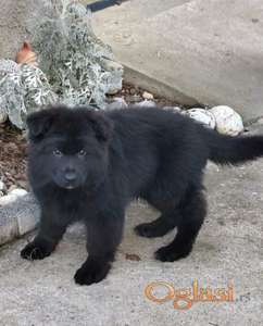 Nemački ovčar, štene -dostava