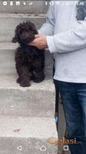 mini pudla