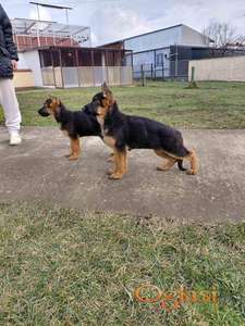 Nemacki ovcar prelepi stenci