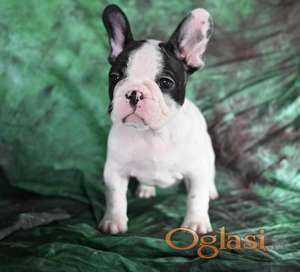 Francuski buldog stenci visokog kvaliteta