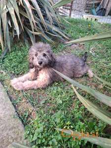 Srednja pudla sivi mužjak