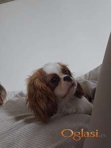 Odrasla ženka kavaliera