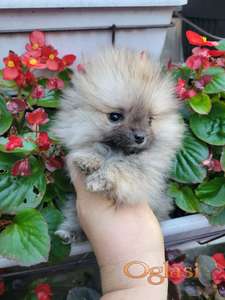 Pomeranac prelepi štenci