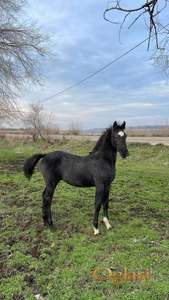 Na prodaju muško ždrebe lipicanera