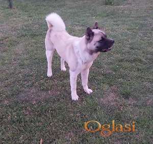 Američka akita, parenje