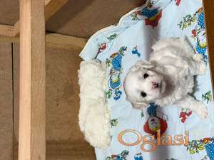 Štenci kovrdžavog bišona