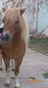 Setland poni