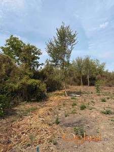 Čortanovci građevinsko zemljište 6438m2 HITNO!