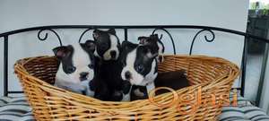 Boston terrier stenci