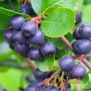 Sadnice bobicastog voca - borovnica, ribizla, aronija...