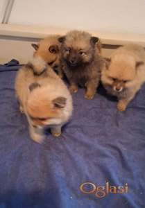 Pomeranski spic stenci