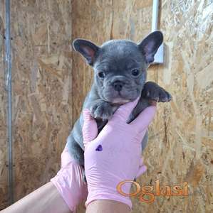 Sivi plavi francuski buldog