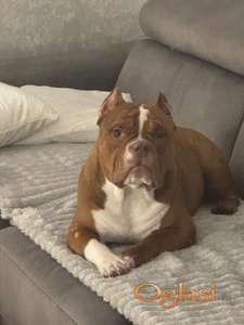Muzjak -American Bully Exotic Merle