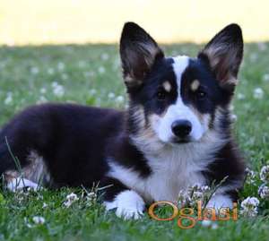Velški korgi/Welsh Corgi Pembroke