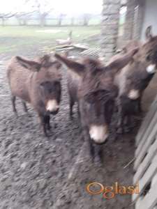 Tri magarca na prodaju