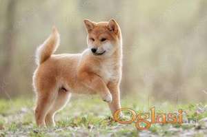 Akita inu i Shiba Inu