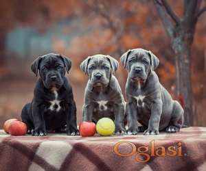 Cane Corso Kane Korso TOP KVALITET