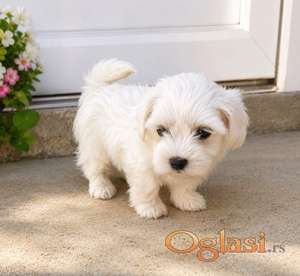 Mini maltezer