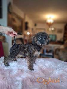 Pudla braon-sejbl ženka